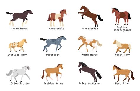 Premium Vector | Horse breeds flat set with shetland pony hannoverian welsh arabian percheron ...