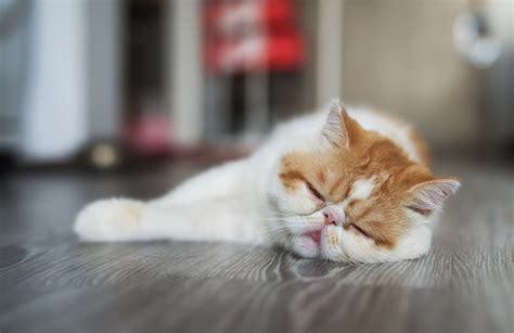 Lazy Cat Breeds To Lie Around With | Litter-Robot