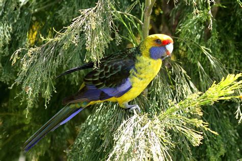 Weird animals, Australian birds, Birds