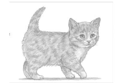 How To Draw A Cute Kitten Step By Step Easy - Cat's Blog