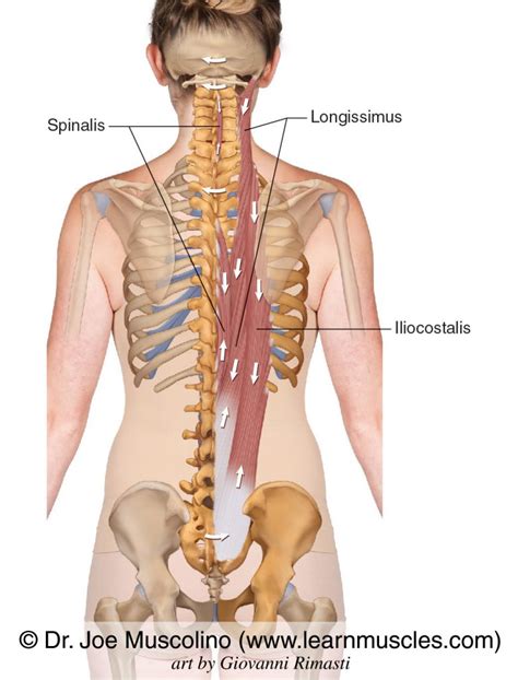 Erector Spinae Group - Learn Muscles