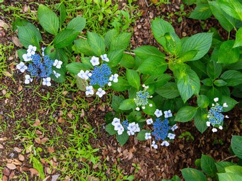 Are Used Coffee Grounds Good for Hydrangeas? - Plant Index