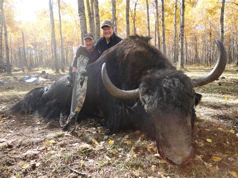 Ranch Tibetan Yak Hunt Details - Silvertine Wildlife Co.