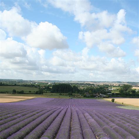 Hitchin Lavender - 2021 All You Need to Know Before You Go (with Photos ...