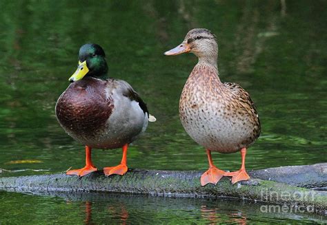 Ssurvivor: Male And Female Mallard Ducks