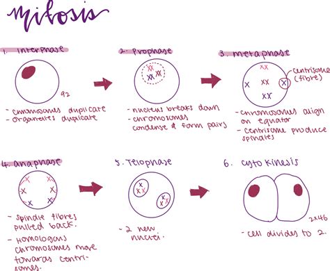 IGCSE Biology: 3.28 understand how division of a diploid cell by ...