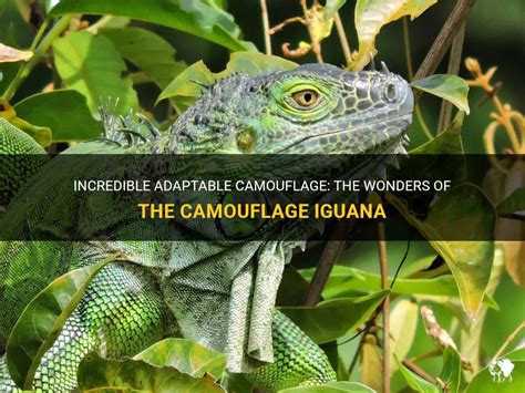 Incredible Adaptable Camouflage: The Wonders Of The Camouflage Iguana | PetShun