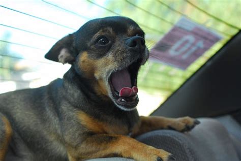 Snoopy Yawning | Rod Guerra | Flickr