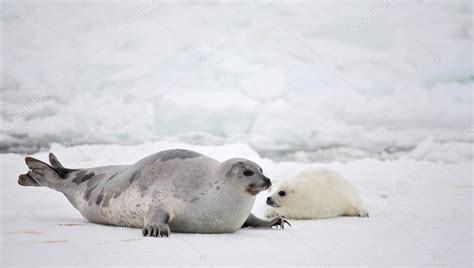 Mother harp seal cow and newborn pup Stock Photo by ©zanskar 42736627