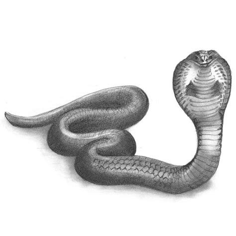 Snake Pencil Drawing - Sketching Snake with Pencils on ...