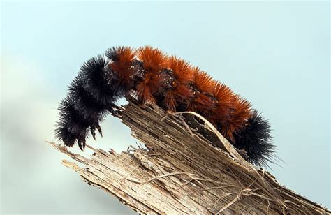 Share it! Science : Woolly Bear Caterpillars- Not Just Cute and Fuzzy!