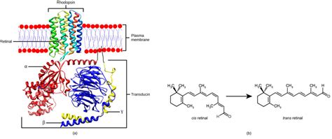 Transduction of Light | Biology for Majors II