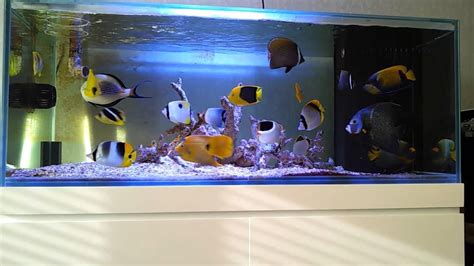 Fish Only Marine Aquarium Setup | Aquários