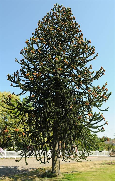 araucaria araucana, monkey puzzle tree, monkey tail tree, chilean pine, tree, botany, flora ...