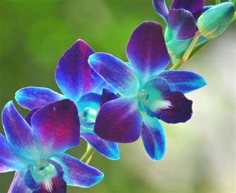 Blue Orchids...new favorite flower! a strand along side of my peacock ...