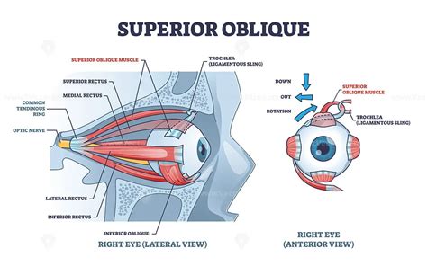 Superior oblique muscle with human eye muscular anatomy outline diagram ...