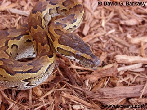 jungle life: African rock python snake