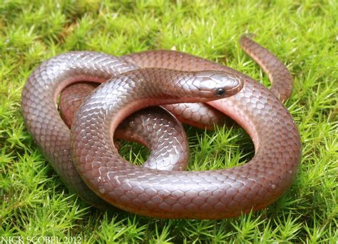 Eastern Worm Snake | Carphophis amoenus May, 2012. New Jerse… | Nick Scobel | Flickr