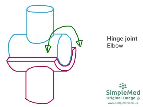 Hinge Joint Diagram For Kids