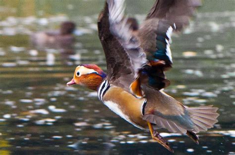 Mandarin Duck Facts | Anatomy, Diet, Habitat, Behavior - Animals Time