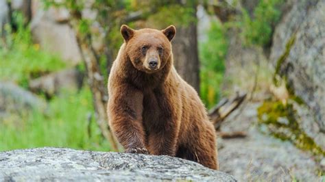 American black bears are evolving to have cinnamon-colored coats, study ...