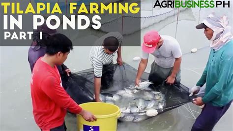 Tilapia Farming in Ponds Part 1 : Tilapia Farming in the Philippines ...