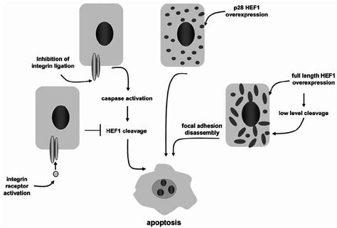 HEF1/NEDD9/CAS-L in apoptosis/anoikis | Download Scientific Diagram