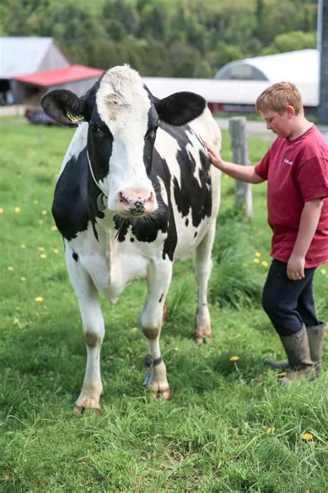 Why Organic Matters & the Stonyfield Organic Farm Tour in Vermont • Fit ...