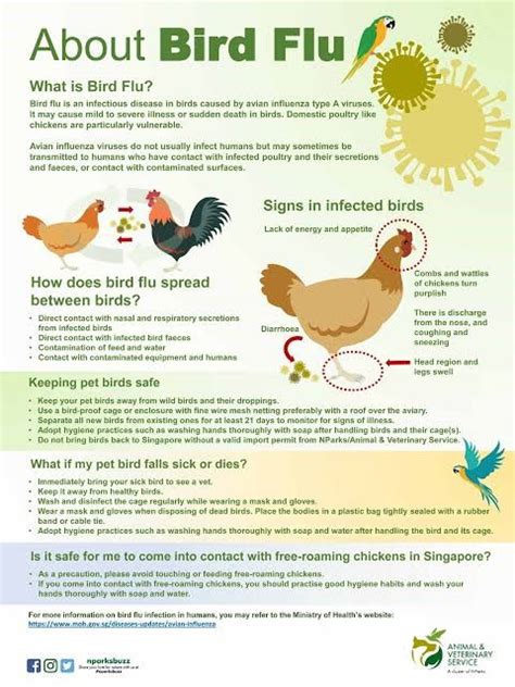 Avian influenza (bird flu) - INSIGHTSIAS