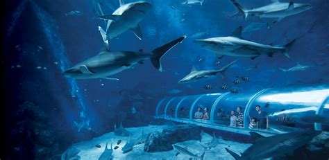 SEA Aquarium Ticket