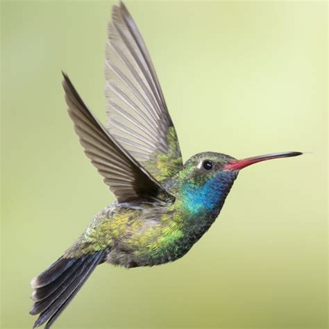 Why I chose the hummingbird as my business symbol…