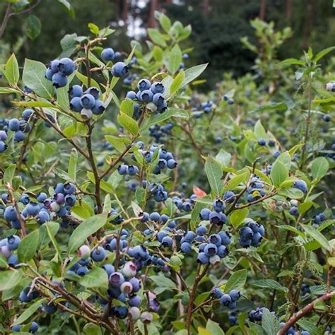 Vaccinium corymbosum 3L 40-50cm - Kelly's Nursery