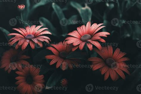 AI generated Flowers close-up dark romantic background. Flowers wallpaper. Ai generated 35356371 ...