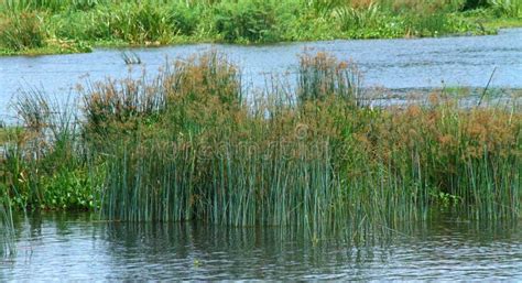 Reeds in the Nile river stock image. Image of botanical - 138088965