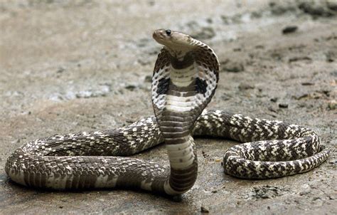 'Snake venom may replace aspirin for heart disease patients'