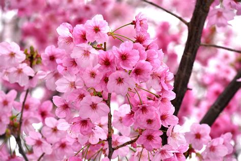 Tokyo Sakura Story: Pockets of Spring in an Urban Landscape | JAPAN Forward