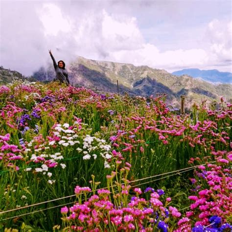 Flower Farm In Baguio | Best Flower Site