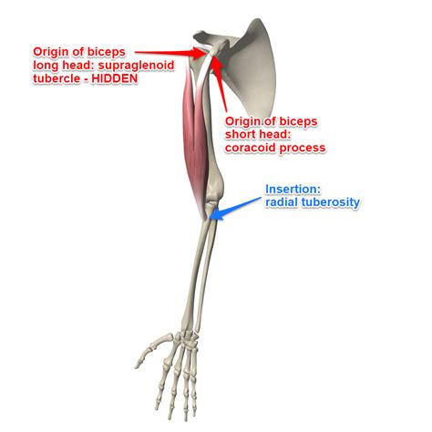 The Biceps Brachii Muscle, Its Attachments and Actions - Yoganatomy