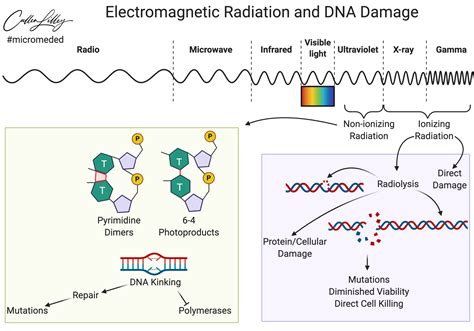 Electromagnetic Radiation and DNA Damage — PathElective