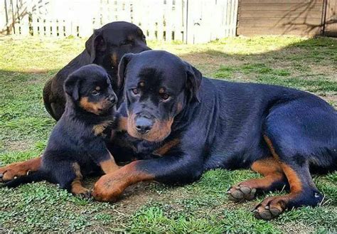 Grooming Your Rottie: Taking Care Of Their Eyes, Ears, And Teeth - Rottweiler Life