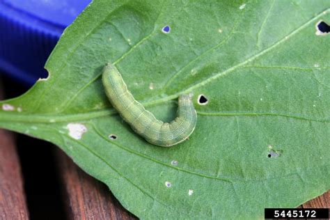 beet armyworm (Spodoptera exigua)