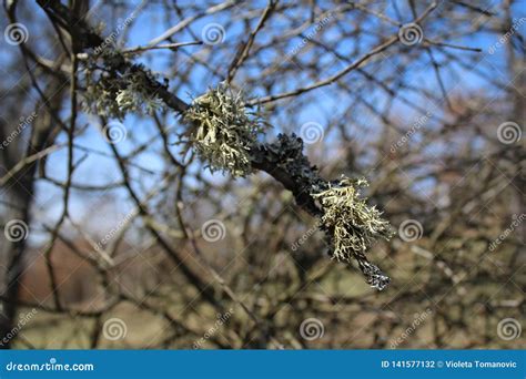 Iceland Moss Common Cetraria Islandica Herb Stock Photo - Image of nature, plum: 141577132