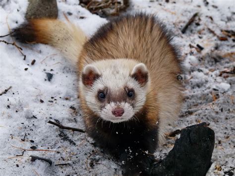 Steppe Polecat from Кыринский р-н, Забайкальский край, Россия on October 23, 2008 by Татьяна ...