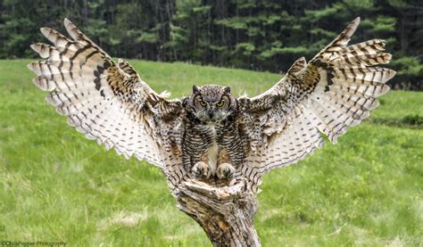 Great Horned owl | Horned owl, Great horned owl, Owl