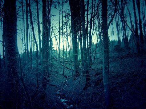dark-forest | Wald bei Kreuzlingen | Roman Schurte | Flickr