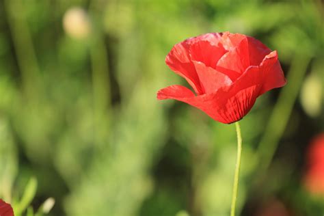 Red Poppy Flower · Free Stock Photo