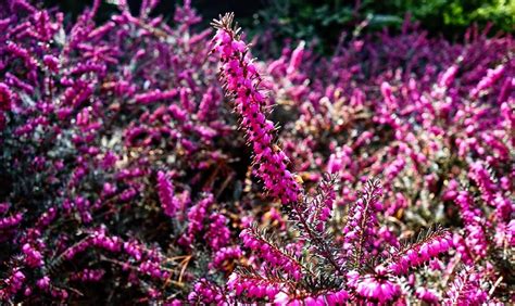 Heather Flower – Meaning, Symbolism and Colors | Flower Meanings