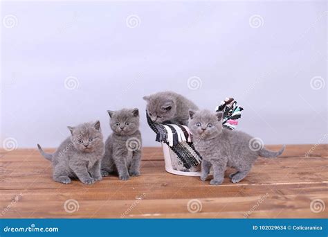 Kittens in a basket stock photo. Image of hugs, climb - 102029634