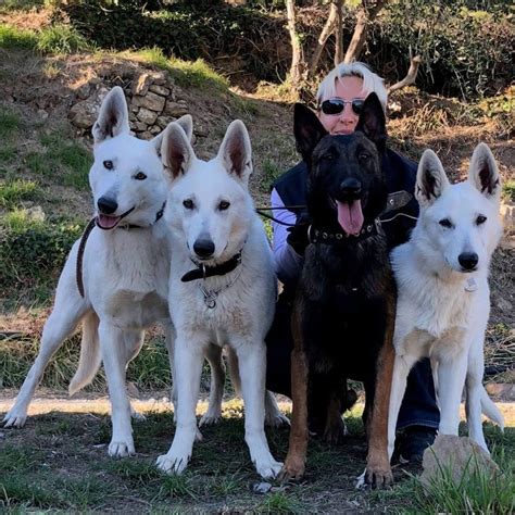 White Belgian Shepherd Belgian Malinois Puppy - leafonsand