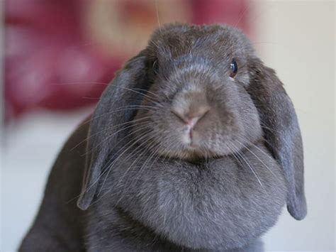 Holland Lop Rabbit Breed Information | Caring Guide | UK Pets